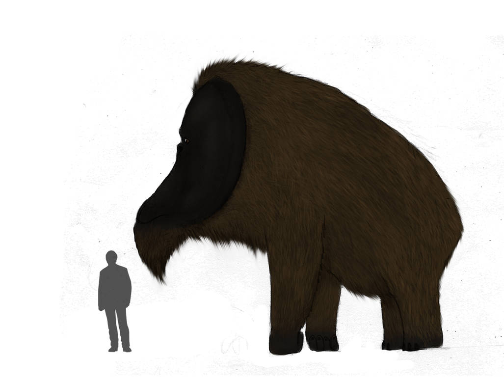 The Kong By Dragonthunders On DeviantArt the-kong-by-dragonthunders-on-deviantart
