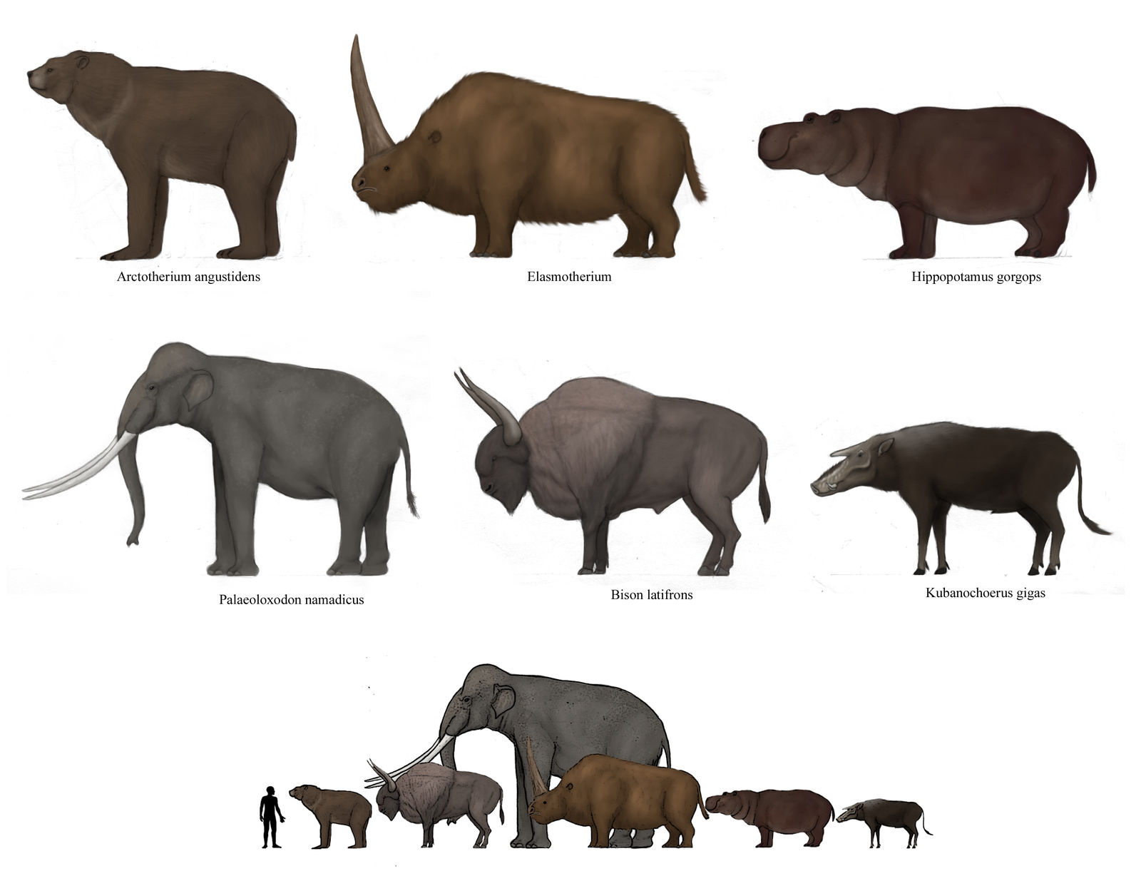 Prehistoric Megafaunal Mammals 2 By Dragonthunders On DeviantArt prehistoric-megafaunal-mammals-2-by-dragonthunders-on-deviantart