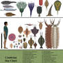 History size chart: Cambrian