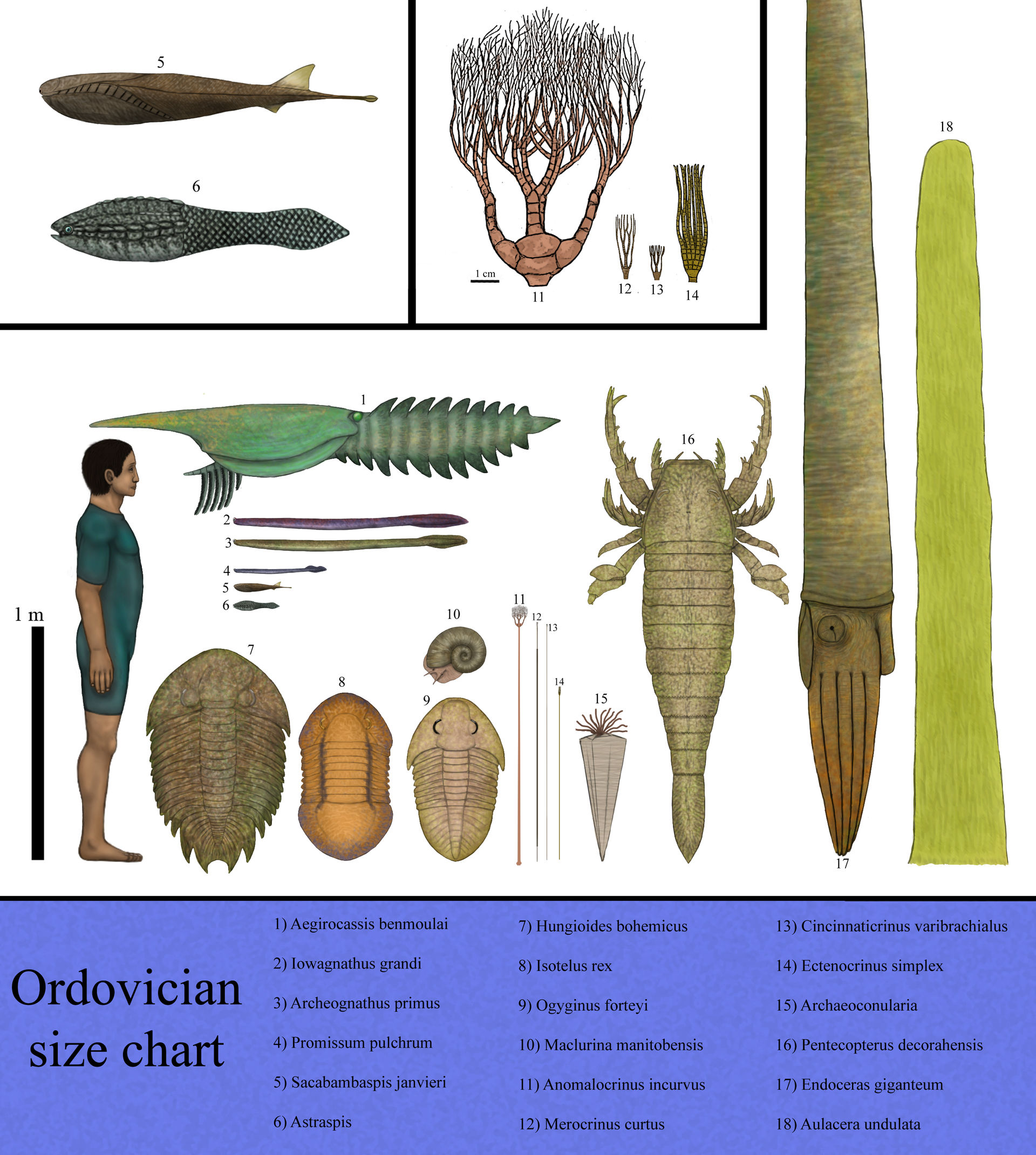 history_size_chart__ordovician_by_dragonthunders_ddybann-fullview.jpg