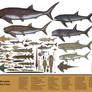 History size chart: Devonian