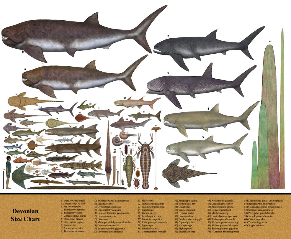 History size chart: Devonian by Dragonthunders on DeviantArt