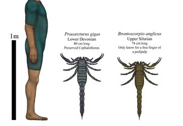 History giants, Early paleozoic monster scorpions