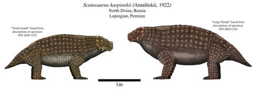 Scutosaurus karpinskii
