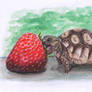 Tortoise Eating a Strawberry (watercolors)