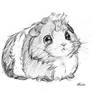 Guinea pig sketch