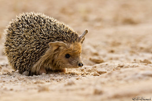 hedgehog