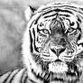 Tiger Drawing