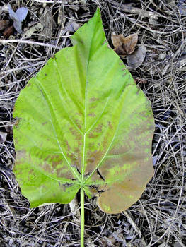 Leaf Decay
