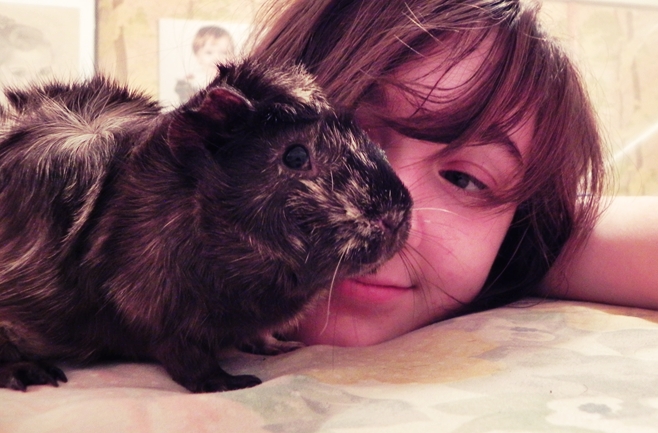 Cute guinea pig :3