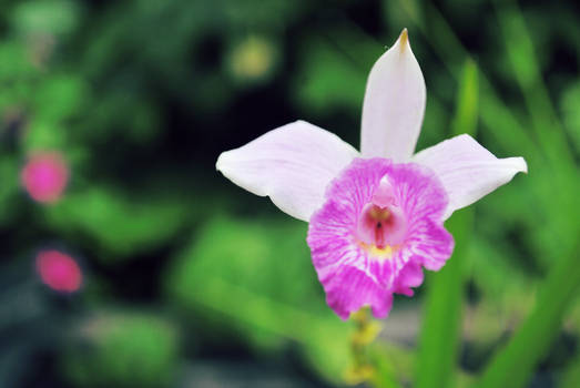 Pretty Orchid