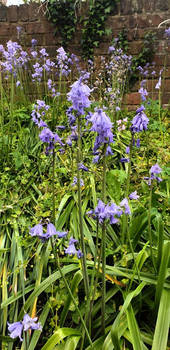 Bluebell Season