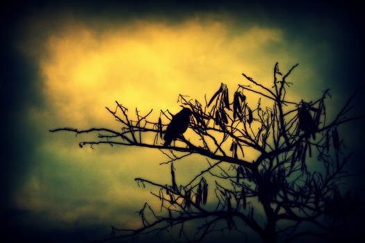 crow on tree