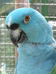 Blue Yellow-naped Amazon