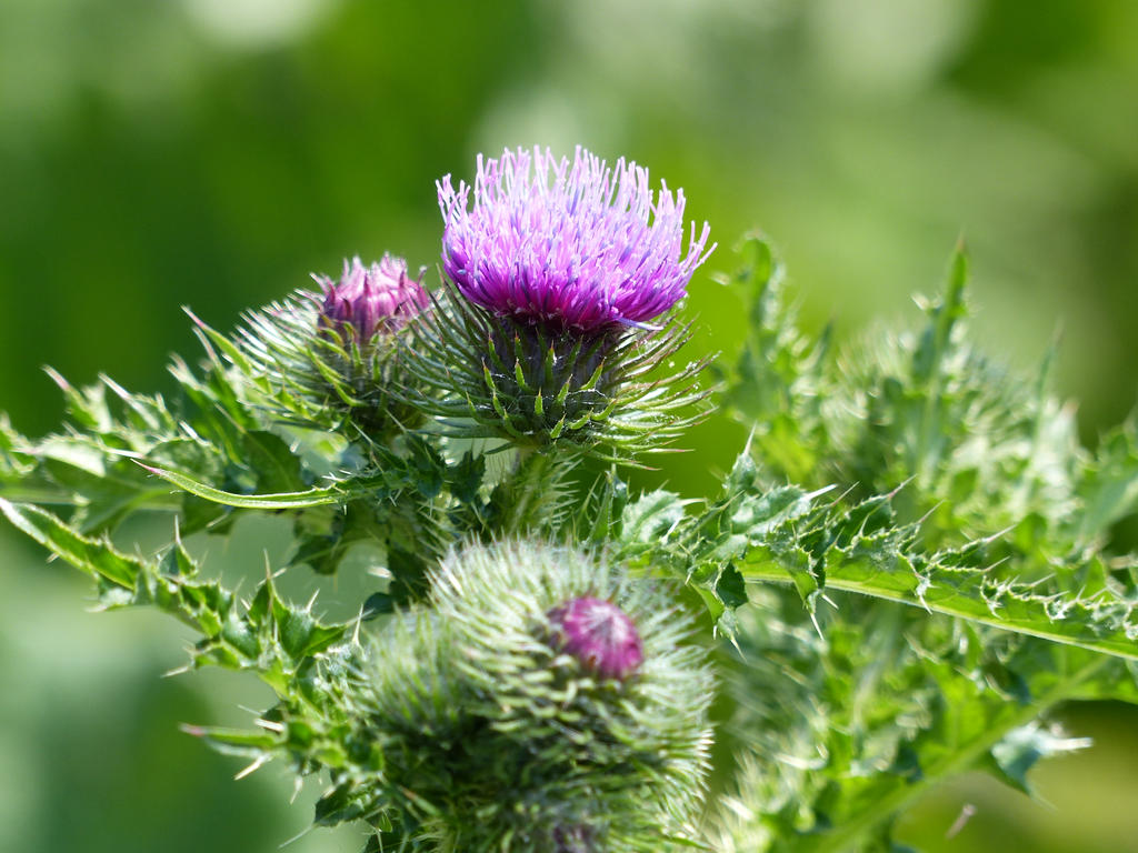 distel june 11 by luintje on DeviantArt