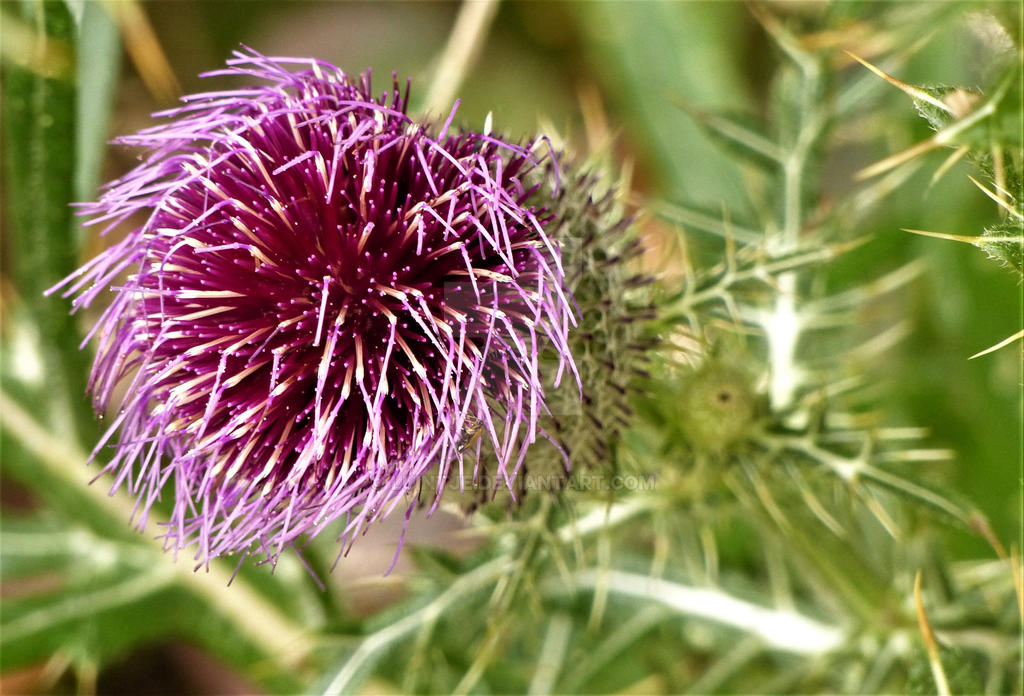 distel by luintje on DeviantArt