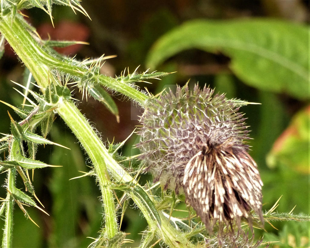 distel 2 by luintje on DeviantArt