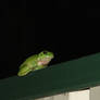 Mafia frog plots your demise