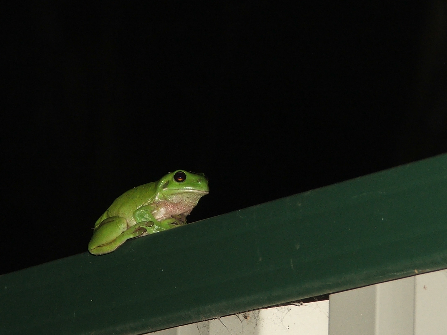 Mafia frog plots your demise