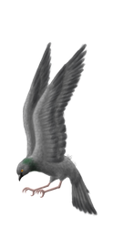 Pigeon by zettobi