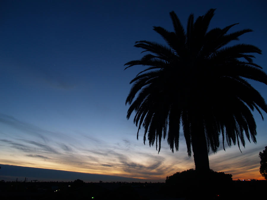 Palm Tree Awaiting the Storm