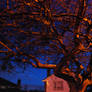 Tree by street light