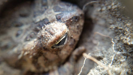 Toad in the Hole - Macro