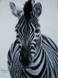 Zebra in Pastel