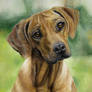 Rhodesian Ridgeback pastel portrait