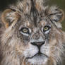 Young Lion