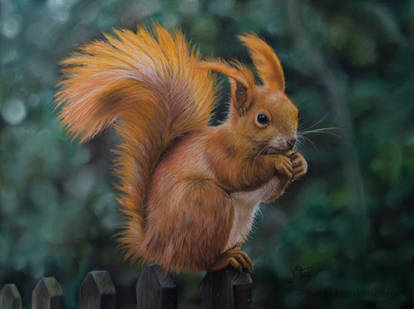 Squirrel - Pastel Pencil Drawing