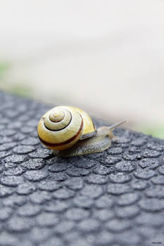 Snail (o2)