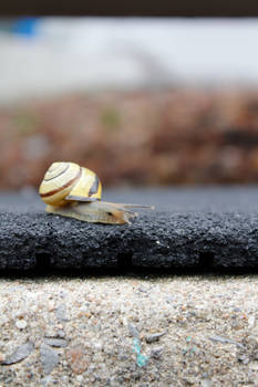 Snail (o3)