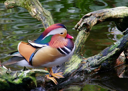 Mandarin Duck