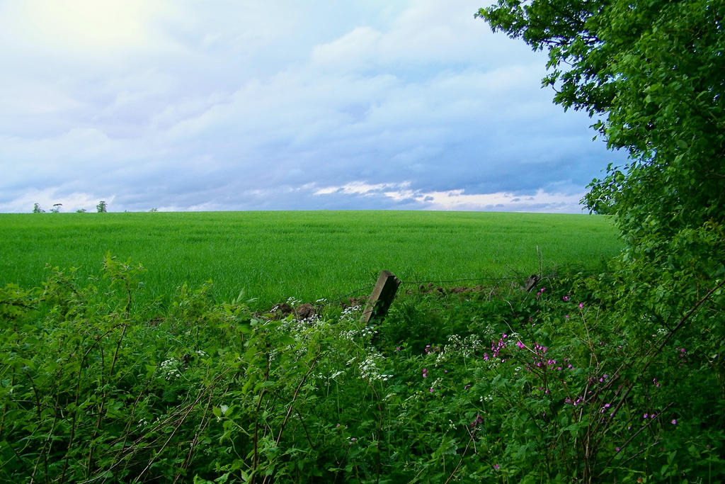 Scottish Meadow