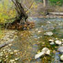 Autumn Shore