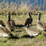 Canada Geese