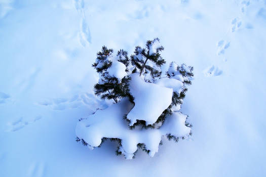 Wee Tree and Tracks