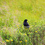 Red-Winged blackbird