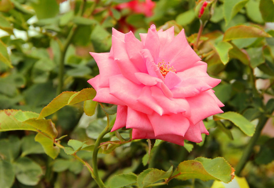 Floribunda Rose 'Gene Boerner'