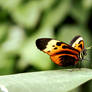 Leggy Longwing