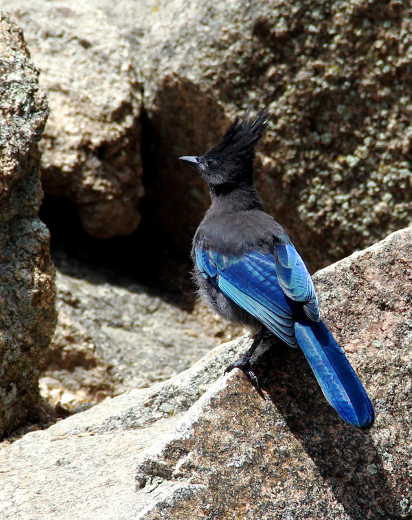 Feathered Blue