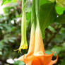 Angel's Trumpet