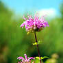 Monarda didyma 'Mahogany'