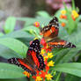 Anartia amathea on Milkweed