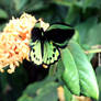 Common Green Birdwing