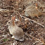 March Cottontails