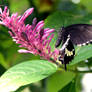 Papilio lowi