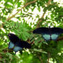 Swallowtails in the Trees