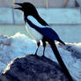 Black-billed magpie